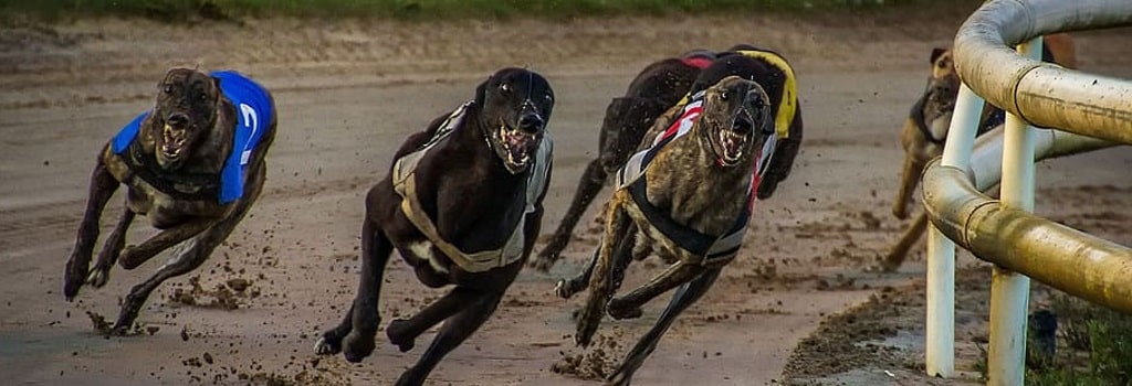 The new Plough Lane is built on the site of a forgmer greyhound racing stadium